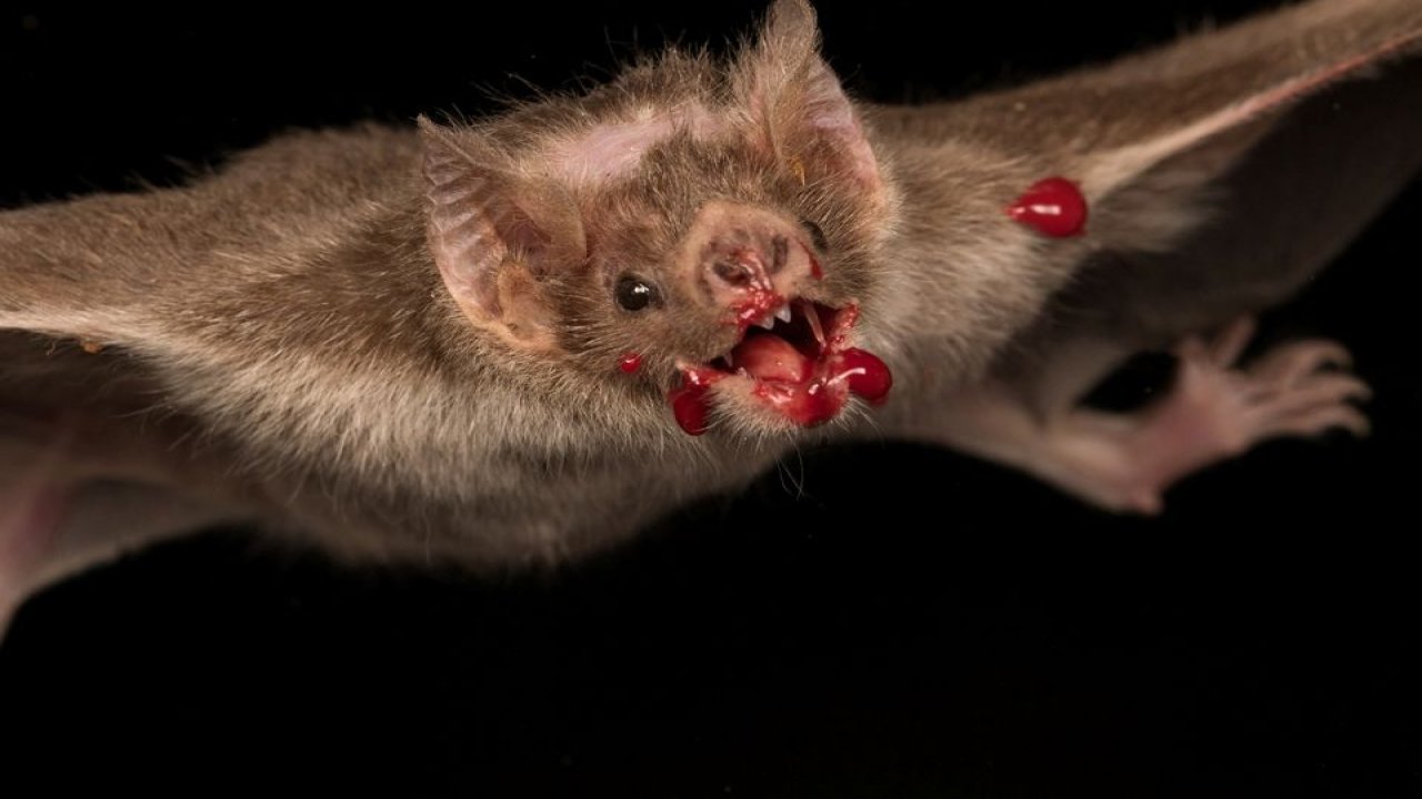 Обыкновенный вампир арт летучая мышь