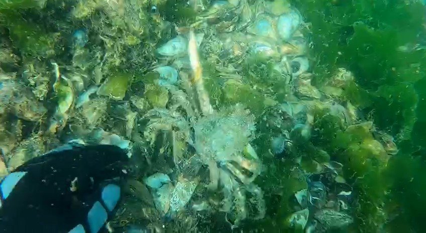 Marmara Denizi'nde etkili olan müsilaj deniz canlılarını öldürmeye devam ediyor